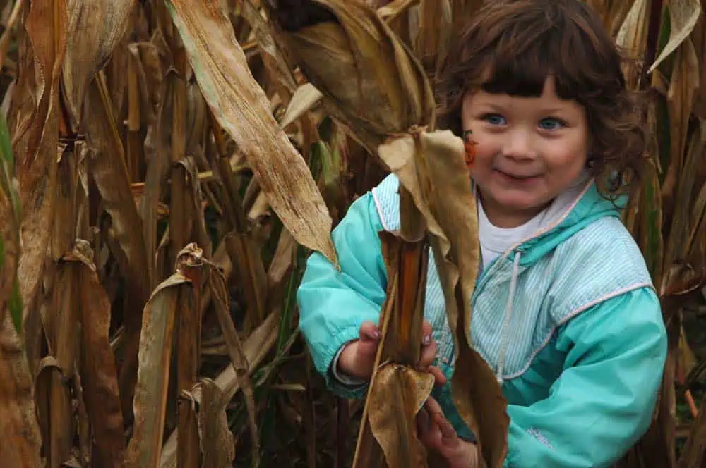 a happy child in a corn maze