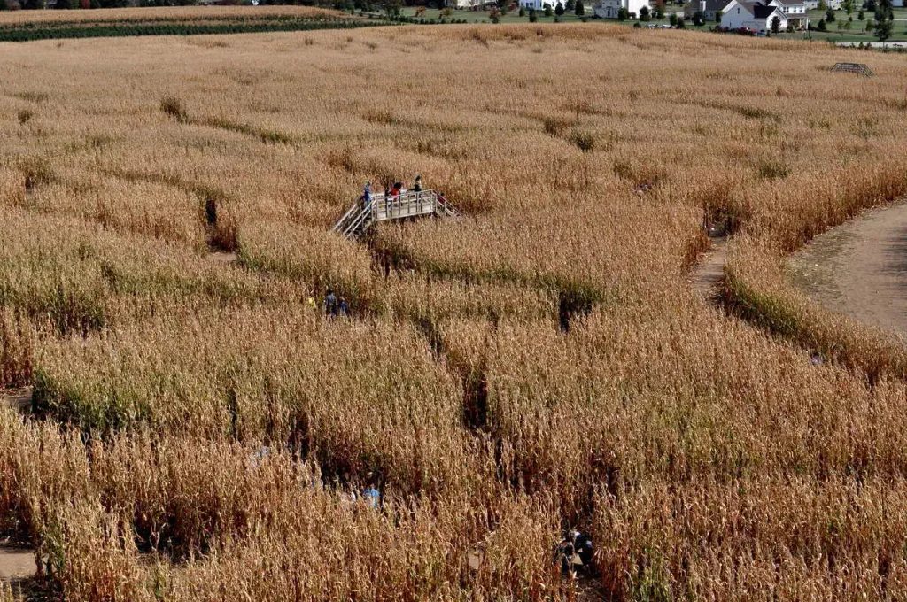 a corn maze is seen from above